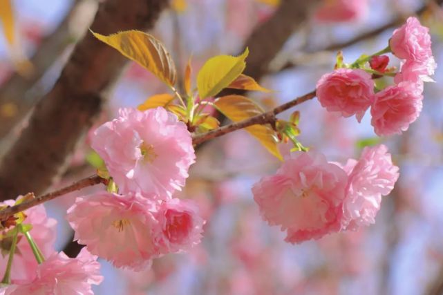 吊钟樱花共种植樱花和樱桃500余亩从2013年开始打造湔氐镇龙泉村樱花