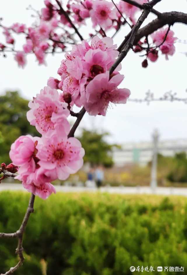 好景山東|臨沂郯城美人梅枝頭怒放,燦爛芬芳!你知道它的花語嗎