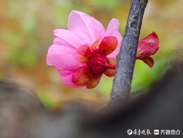 好景山東臨沂郯城美人梅枝頭怒放燦爛芬芳你知道它的花語嗎