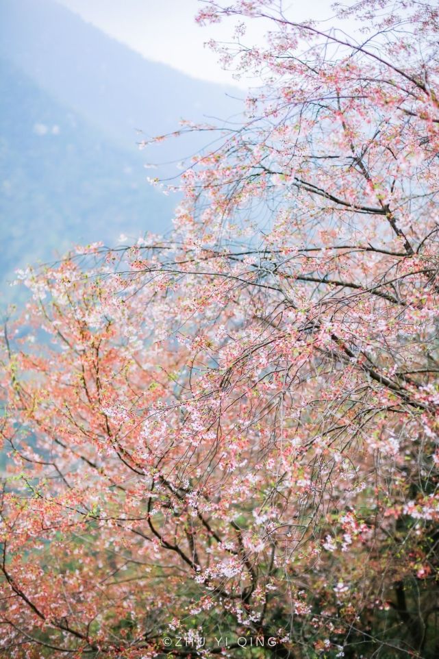 江浙沪最美野樱花已盛开隐藏在桐庐深山中是踏青赏樱好去处