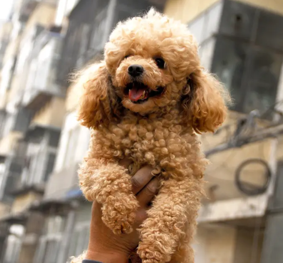 泰迪犬训练教学别说你养了那么久还不会训