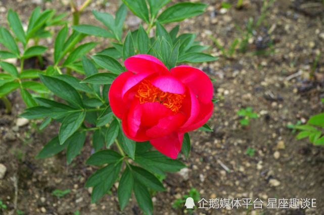 3月21日 27日爱情运势 配合默契 情深似海的四大星座 爱情运势 星座运势 水瓶座 狮子座 天秤座 星座