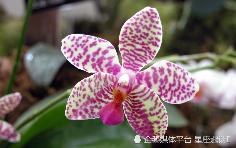 3月21日 27日星座運勢 揚長避短 謀有所成的四大星座 天天看點