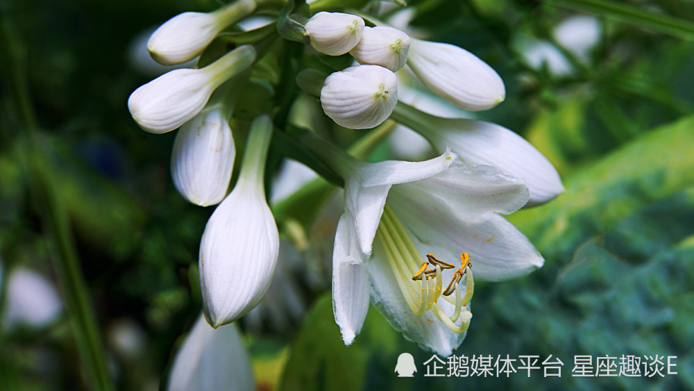 3月21日 27日星座运势 扬长避短 谋有所成的四大星座 腾讯新闻