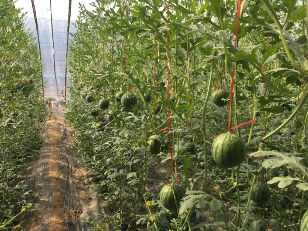 大棚西瓜春管忙 忙出致富好前景_腾讯新闻