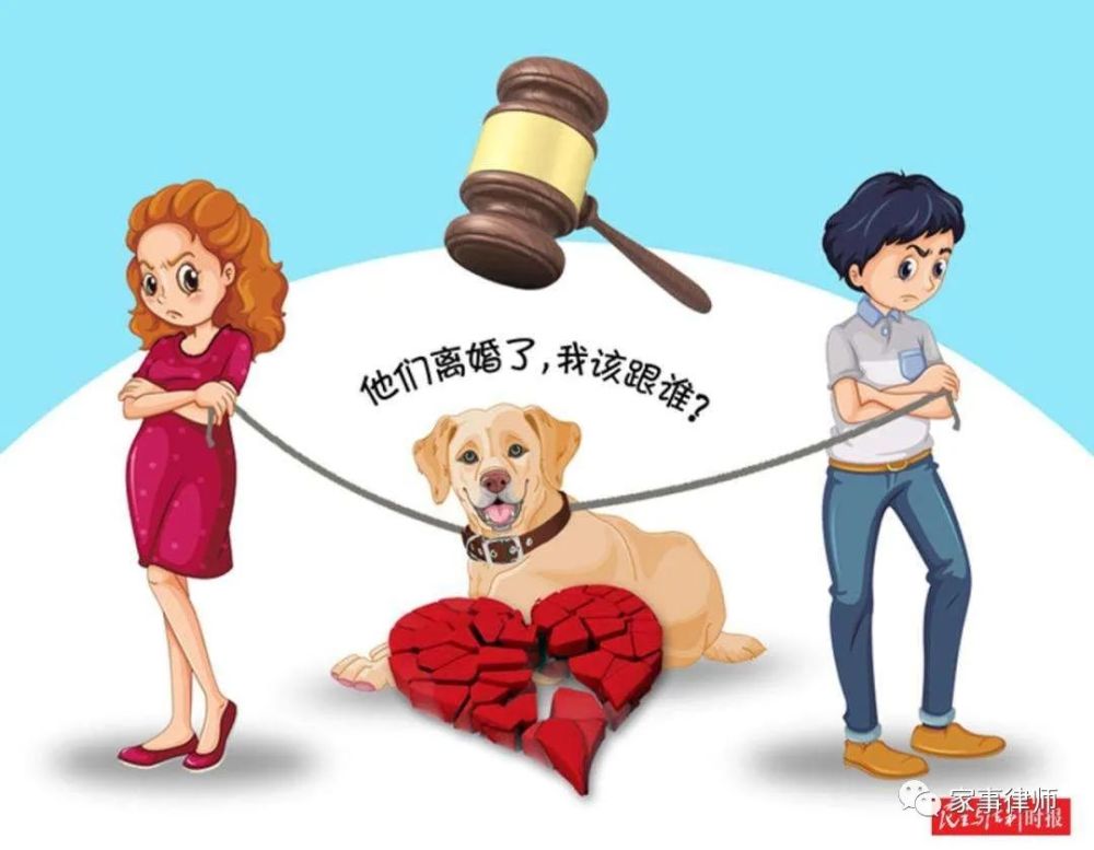 宸軒律轉夫妻離婚寵物狗貝貝的撫養權歸誰