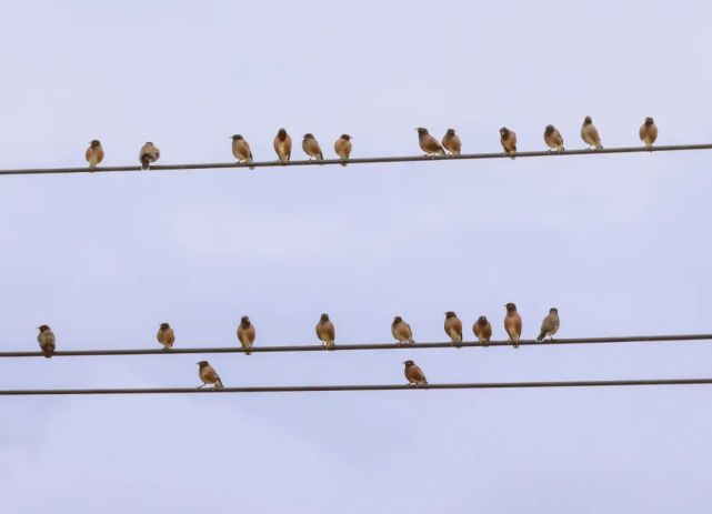 围观数百只鸟一字排开宛如跳动的音符奏响春之歌
