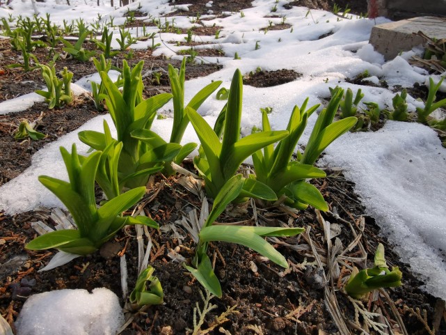 花兒還會爛漫雪霽的春天乍暖還寒我在等等桃花漫山遍野等枝頭芽色蹁躚