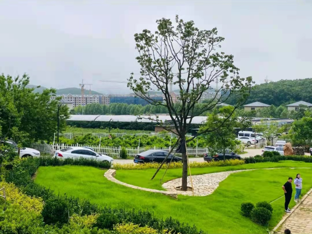 采摘喝咖啡快活似神仙就在这里金石滩的北马山庄