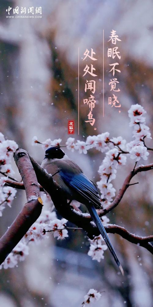 春分到 花枝俏 天天看点