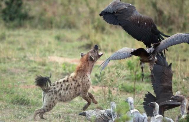 秃鹫丧失猛禽本性,天生不喜欢杀戮,整日以动物尸体为食!