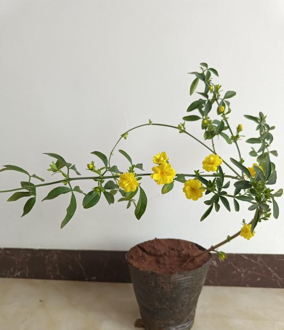 大多数地区都会有野生的迎春花生长,用锄头挖一棵棵小的迎春花苗子,带