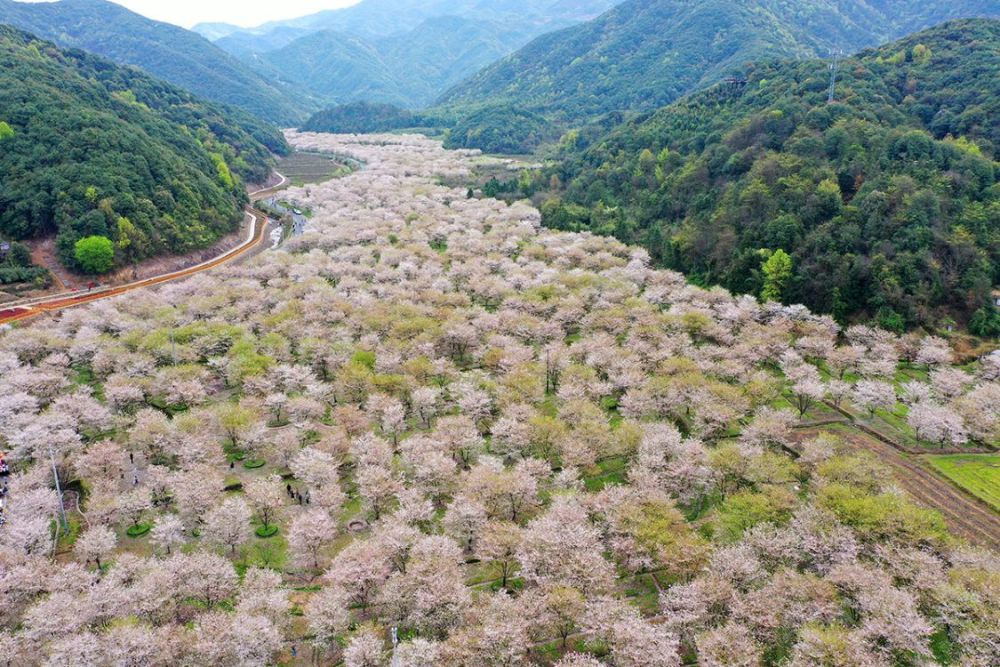 2022年3月15日,一夜之间樱花盛开.