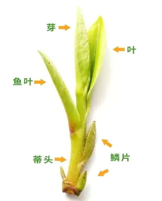 茶樹枝梢頂部越冬的頂芽,腋芽(或枝幹上的一些不定芽),在經過冬季休眠