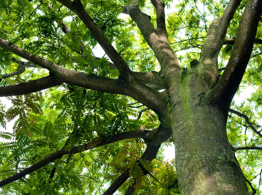 吴伯箫散文奖椿树飘香