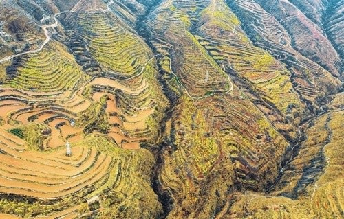 3月20日,山西省運城市絳縣境內中條山脈的梯田上,金燦燦的連翹花陸續