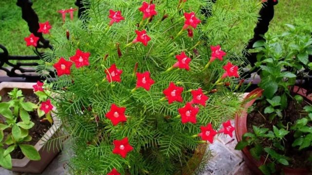 20种花名(1000种花名大全)