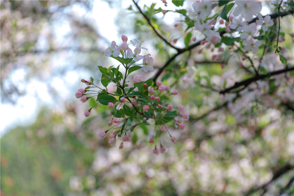 花开绵阳丨一片春心尽付海棠