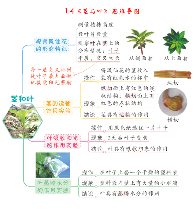 植物的生長變化教科版四年級科學下冊全冊思維導圖2第三單元 岩石與