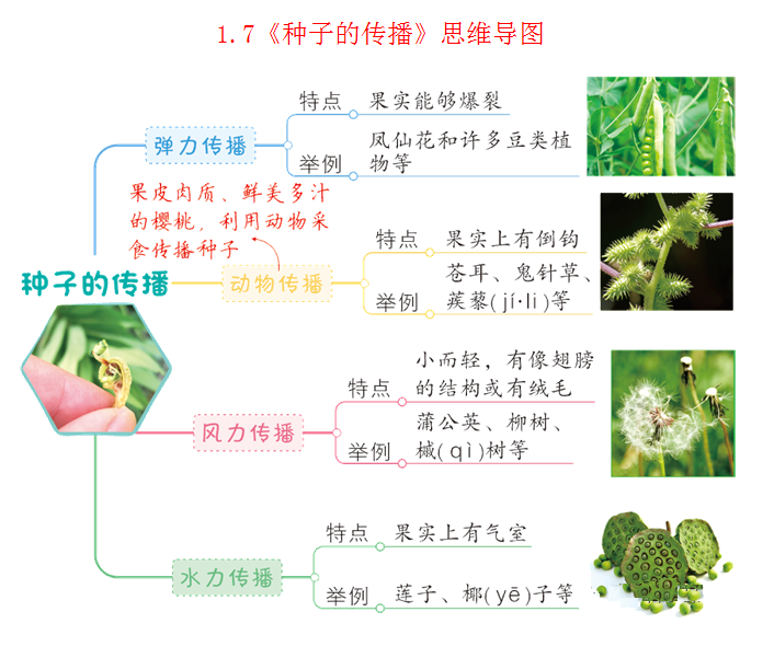 種子裡孕育著新生命第一單元 植物的生長變化教科版四年級科學下冊全