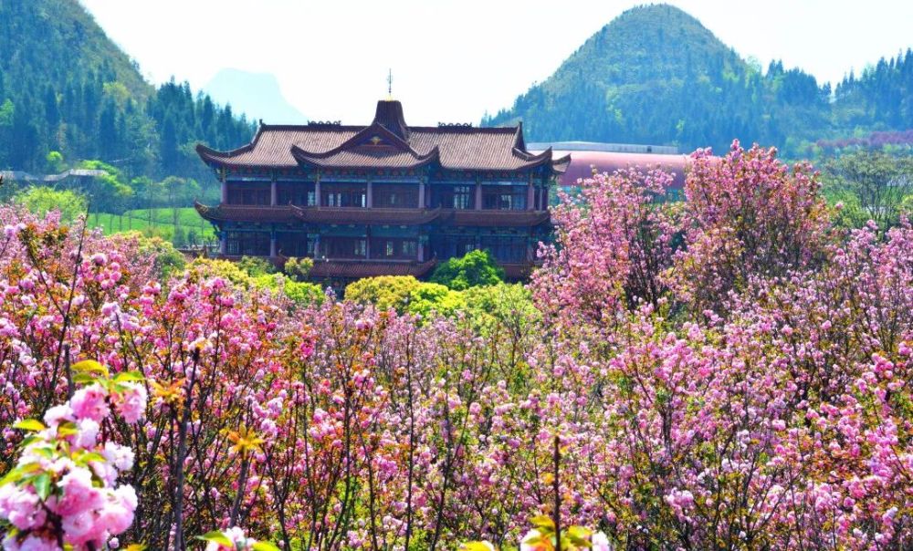 贵州醇景区樱花图片