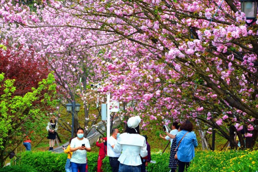 贵州醇景区樱花图片