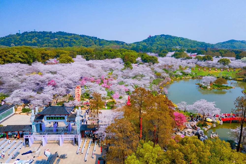 武汉东湖樱花园此时樱花盛开如梦似幻让我们赴一场繁华盛宴