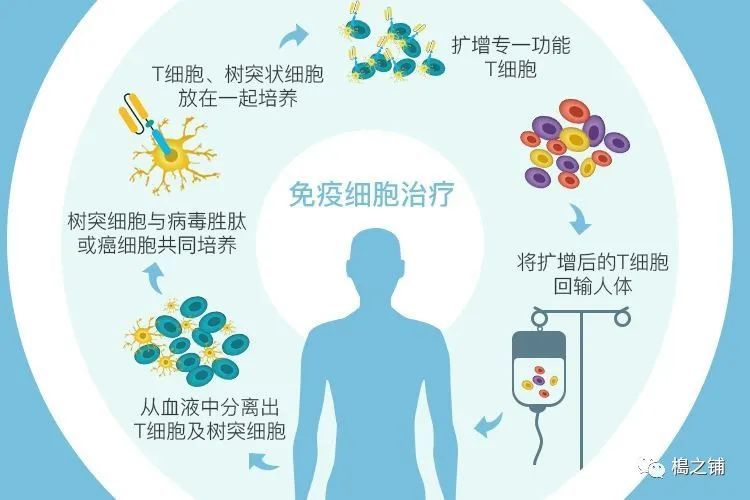 honjo),以表彰兩位科學家在腫瘤免疫學的貢獻