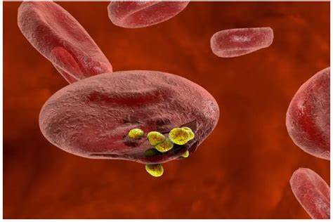 疟原虫有哪几种?你都了解么?