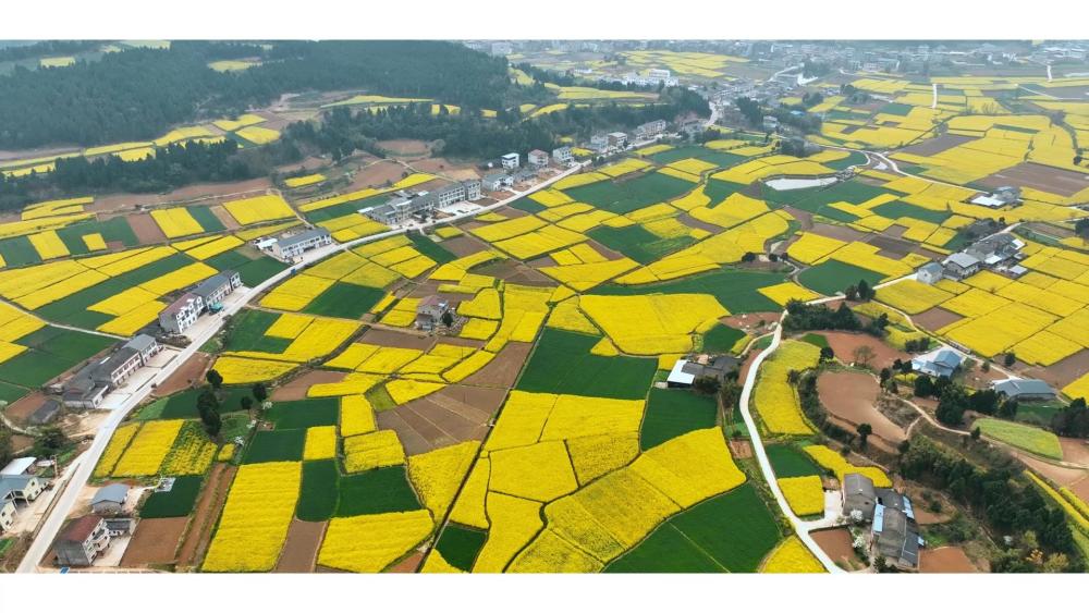 在绵阳三台龙树镇,油菜花田和绿油油的麦田交织在一起,从空中俯瞰犹如