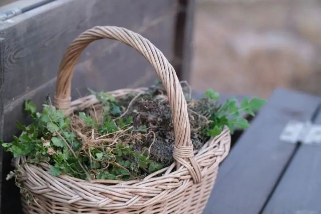 饶有味","不美珍馐宴,忘情摘嫩椿" 惹人忘怀的总是那些冒土而生的野菜