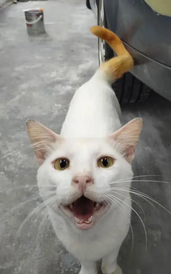 而这只猫就是传说中的雪里拖枪喵星人?