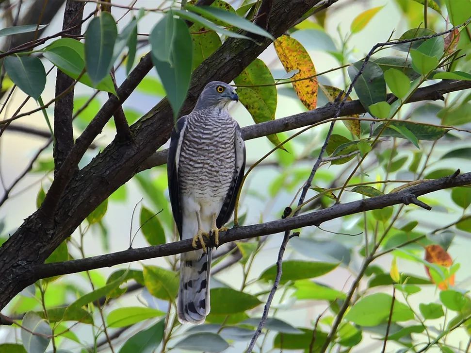 鳥鳴八閩福建省國家重點保護鳥類三