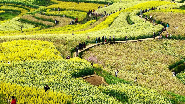 圖片賞析——百餘畝七彩油菜花絢麗綻放