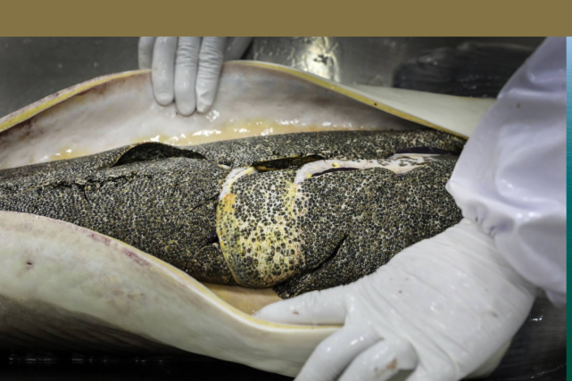 鱼籽酱的阶层跃升拯救了鲟鱼,但人类真的能"支配自然"吗?