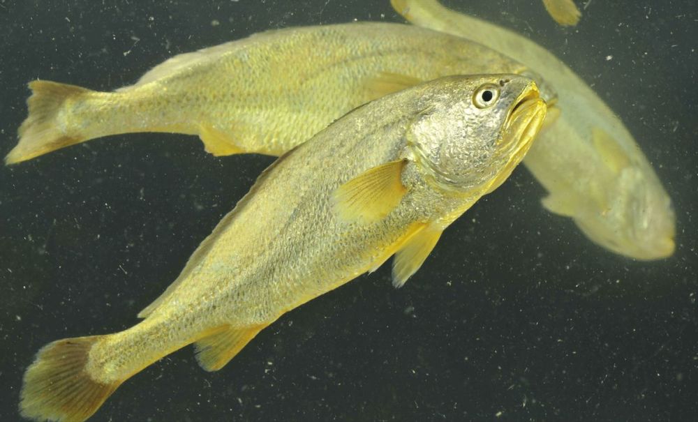 浙江渔民捕到一条7斤野生大黄鱼卖出42万大黄鱼到底贵在哪