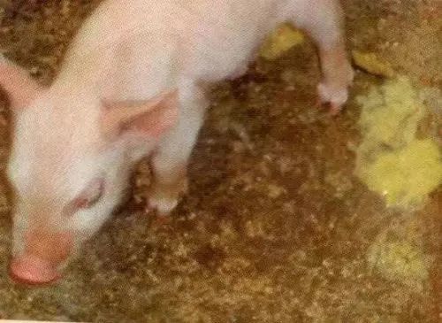 仔猪黄白痢大家都知道仔猪红痢你知道吗