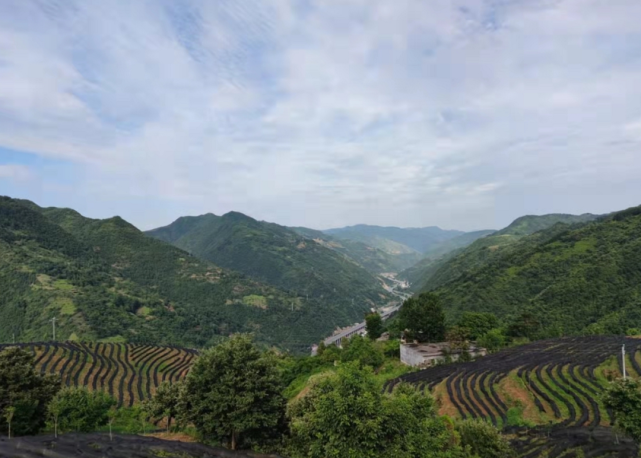 该村党支部书记范培勇介绍说"中台村茶园有着陕南山区青山绿水,空气