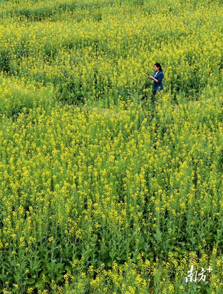 图集