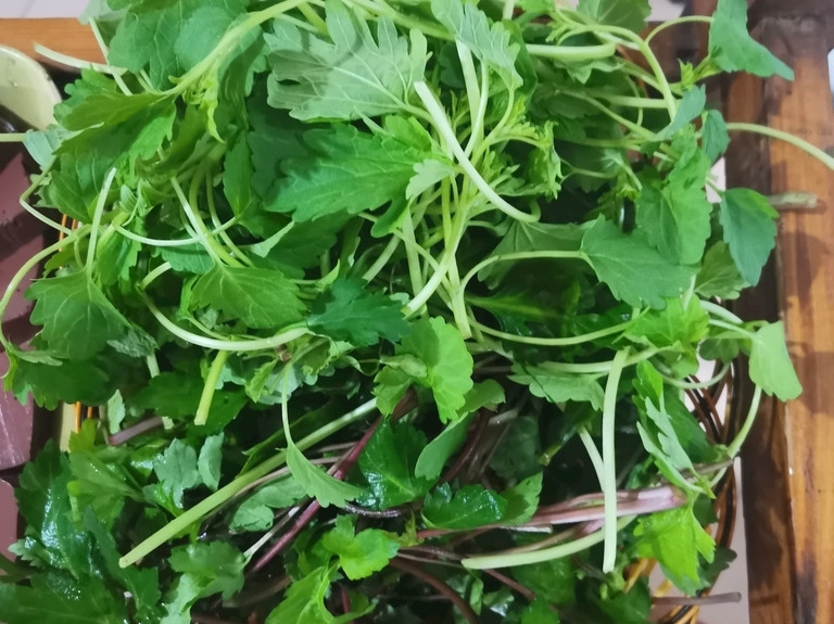 春天挖野菜 带你认识种不同的野菜 营养丰富 凉拌调馅都好吃 腾讯新闻