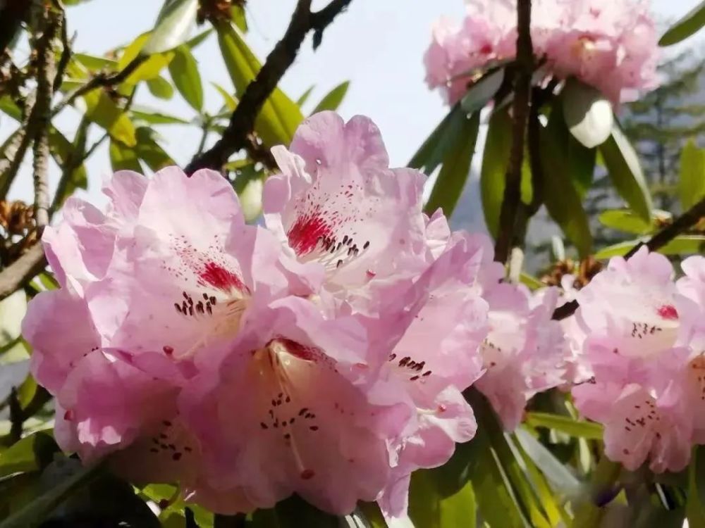 眺望十里杜鵑滿山點紅插翠杜鵑花盛開之時木王杜鵑林延綿十里……豔麗