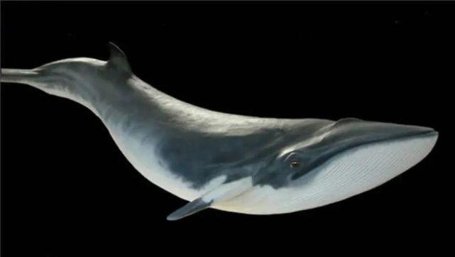 长海搁浅小须鲸将在旅顺重生