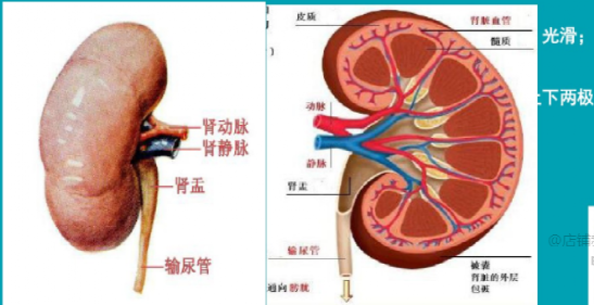 因腎功能不全而透析三年以上者易發生腎癌.