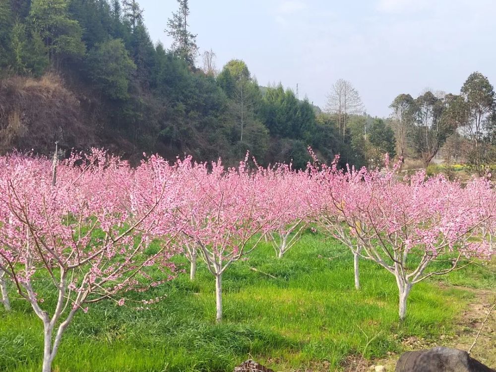 千亩桃林竞相绽放入眼入心姿态婀娜
