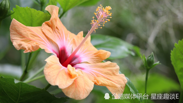 3月22日 26日星座运势 好运加身 实力大增的四大星座 星座 星座运势 射手座 巨蟹座 双鱼座 运势