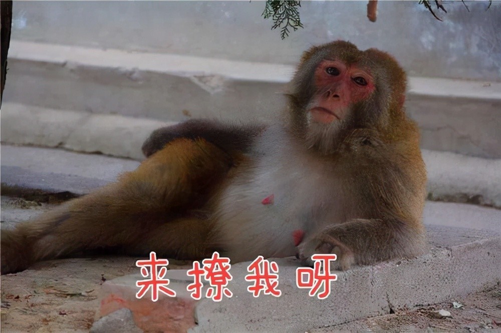 那些张嘴就说成都房价大跌或大涨的人是猴子请来搞笑的吗