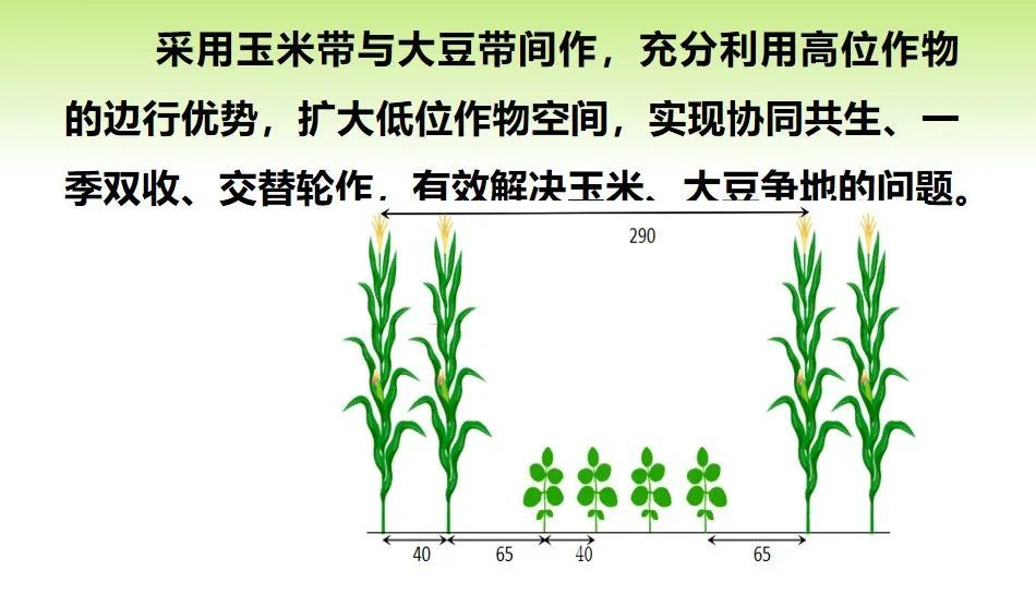 所有人玉米大豆带状复合种植技术知多少