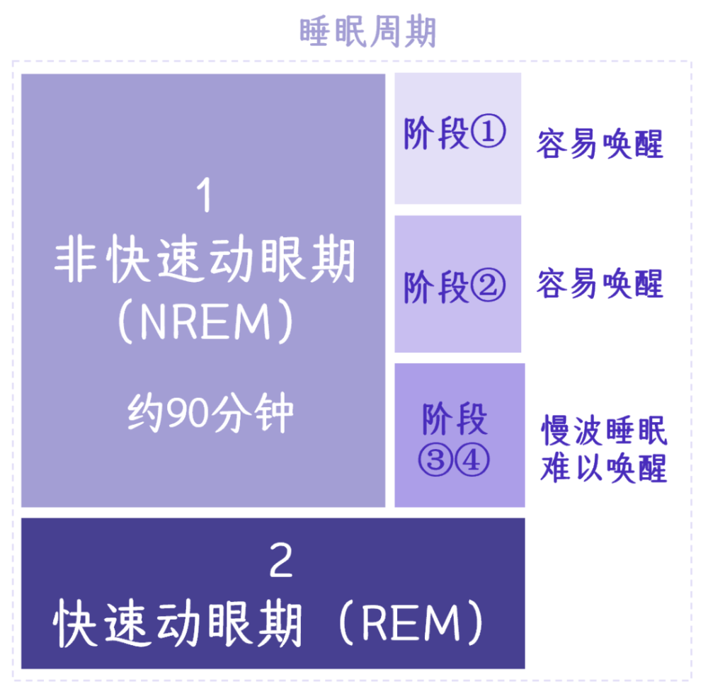 其中又分成4个阶段睡觉其实也分不同的阶段,根据美国睡眠医学