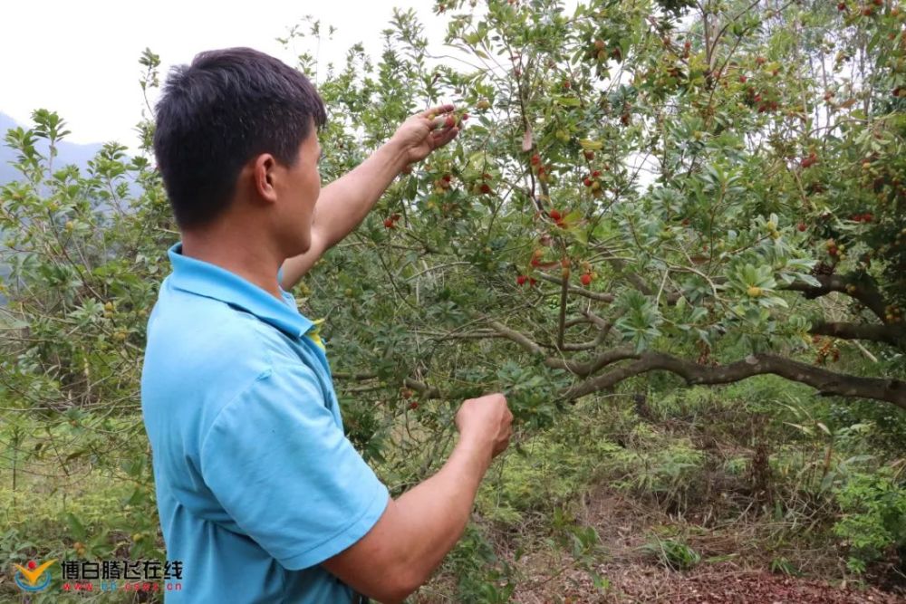 博白的楊梅熟啦又大又紅看著都流口水還不快去摘摘摘