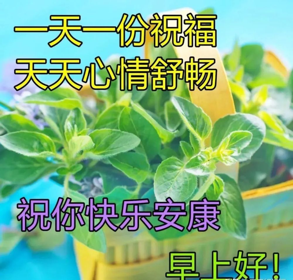 有创意的早上好图片带祝福语温馨的春天大家早上好问候语图片带字